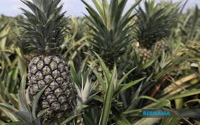 Agriculture & Plantation
